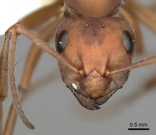 Formica propinqua - CASENT0280404