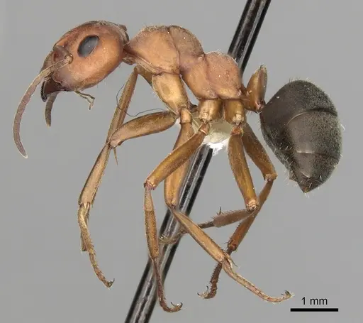 Formica propinqua - CASENT0280404