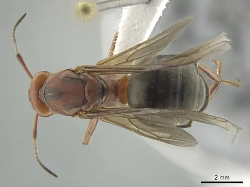 Formica propinqua - CASENT0648022