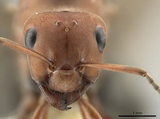Formica propinqua - CASENT0648022
