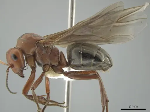 Formica propinqua - CASENT0648022