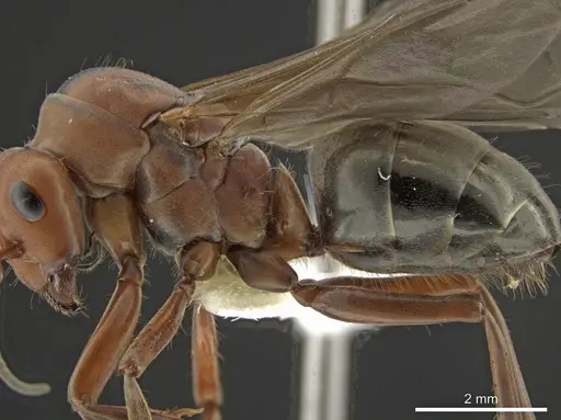 Formica propinqua - CASENT0648022
