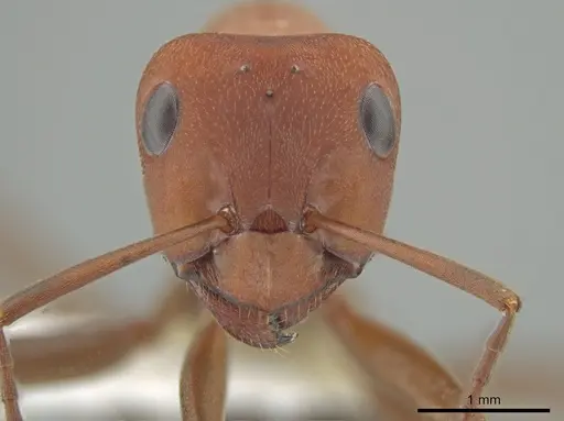 Formica propinqua - CASENT0649739