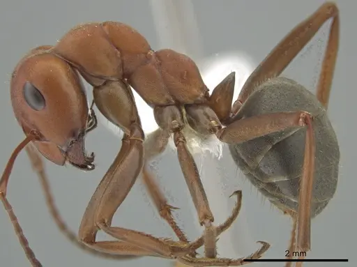 Formica propinqua - CASENT0649739