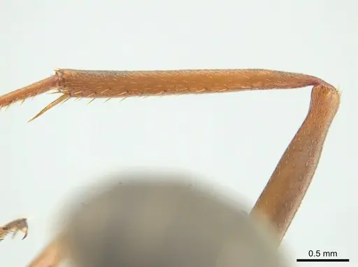 Formica propinqua - CASENT0649739