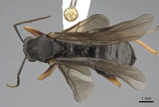 Formica propinqua - CASENT0843934