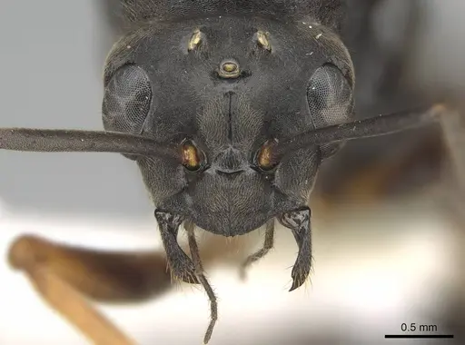 Formica propinqua - CASENT0843934