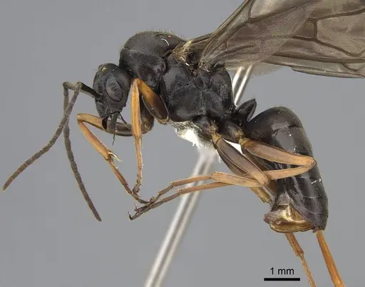 Formica propinqua - CASENT0843934