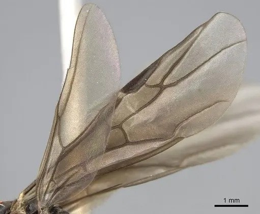 Formica propinqua - CASENT0843934