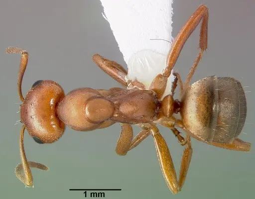 Formica puberula specimen