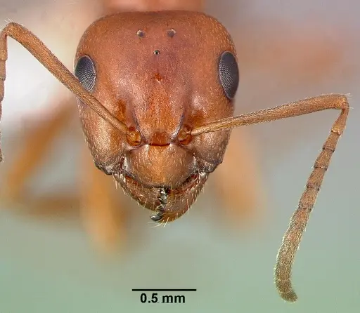 Formica puberula specimen
