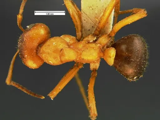 Formica puberula - CASENT0105609