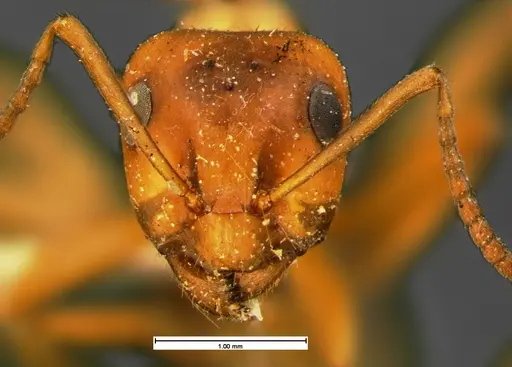 Formica puberula - CASENT0105609