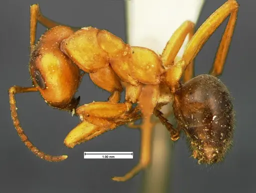 Formica puberula - CASENT0105609