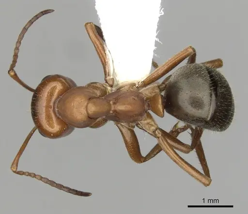 Formica puberula - CASENT0280423