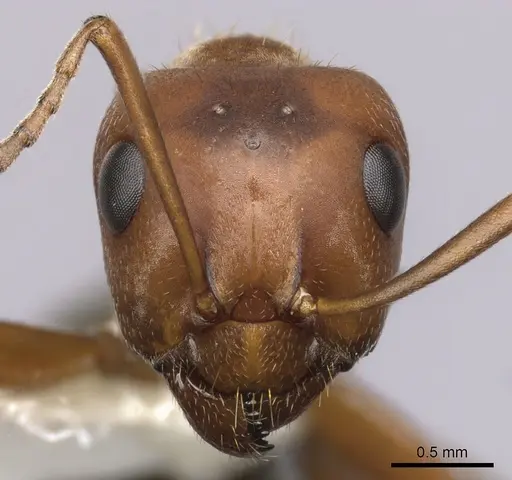 Formica puberula - CASENT0280423