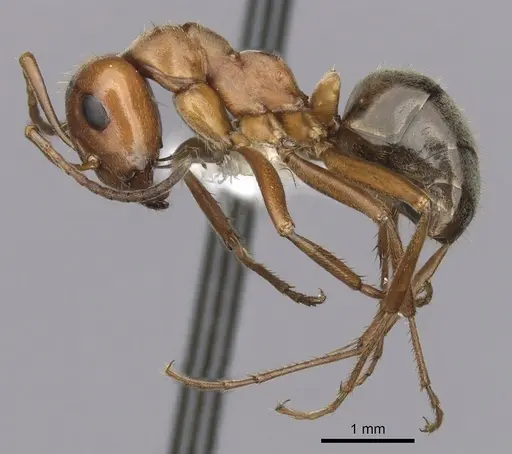 Formica puberula - CASENT0280423