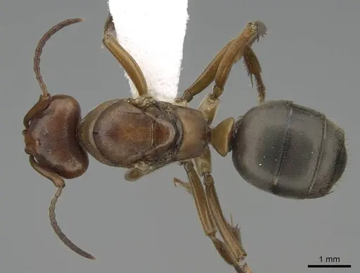 Formica puberula - CASENT0843935