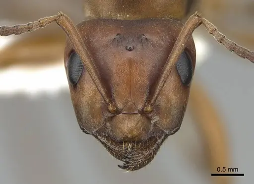 Formica puberula - CASENT0843935