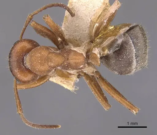 Formica puberula - CASENT0905696