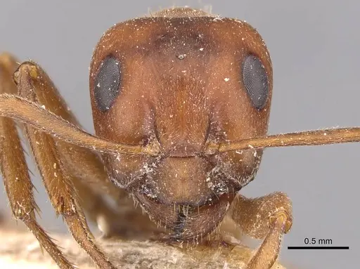 Formica puberula - CASENT0905696