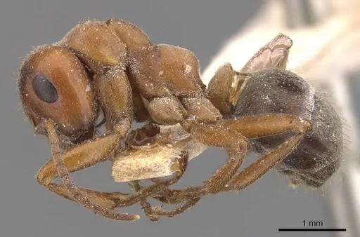 Formica puberula - CASENT0905696