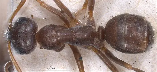 Formica pyrenaea specimen