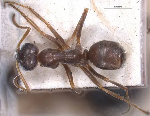 Formica pyrenaea specimen