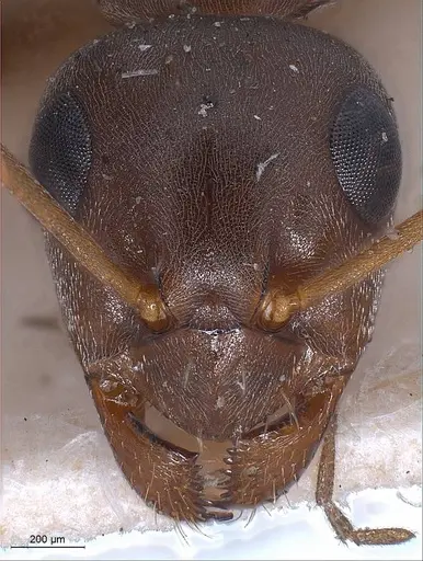 Formica pyrenaea specimen