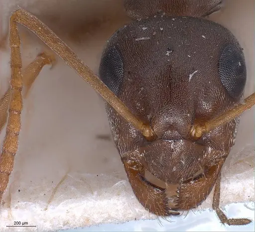 Formica pyrenaea - ANTWEB1008420