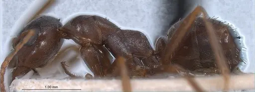 Formica pyrenaea - ANTWEB1008420