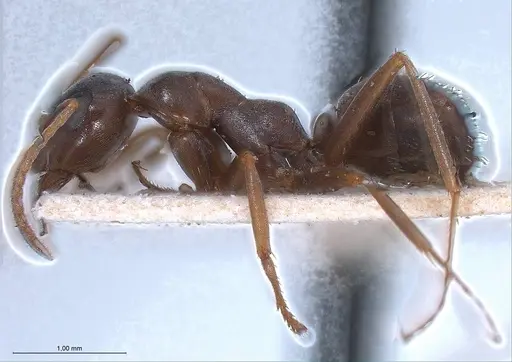 Formica pyrenaea - ANTWEB1008420