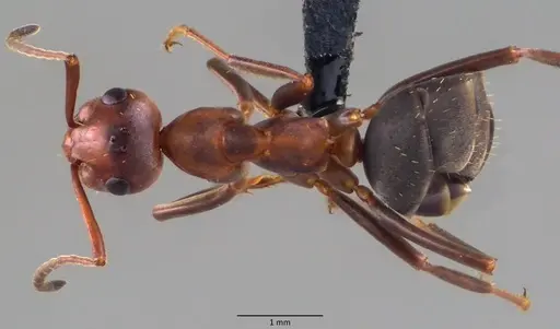 Formica querquetulana specimen