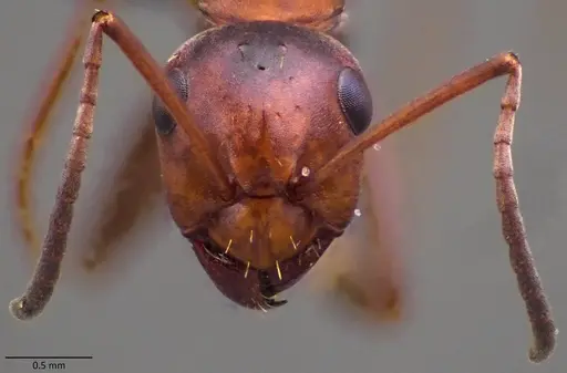 Formica querquetulana specimen