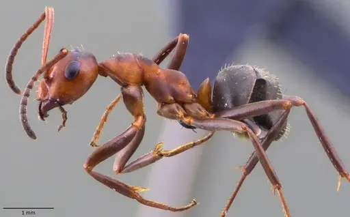 Formica querquetulana specimen