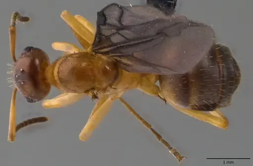 Formica querquetulana - ANTWEB1060098