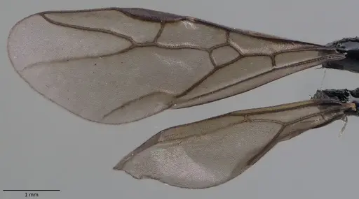 Formica querquetulana - ANTWEB1060098