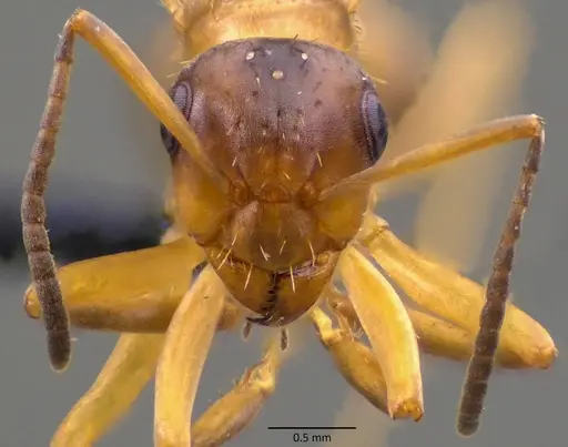 Formica querquetulana - ANTWEB1060098