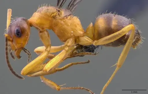 Formica querquetulana - ANTWEB1060098