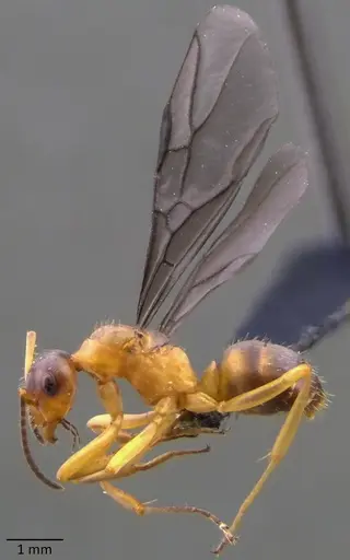 Formica querquetulana - ANTWEB1060098