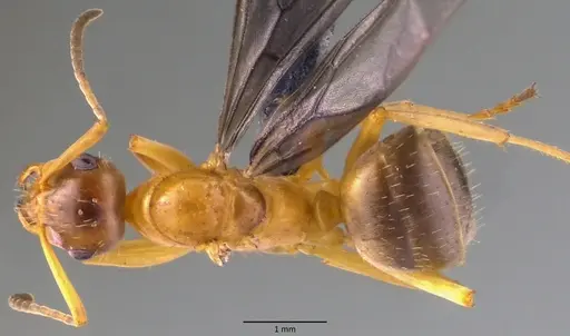 Formica querquetulana - ANTWEB1060099