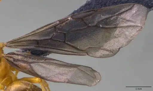 Formica querquetulana - ANTWEB1060099