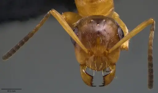 Formica querquetulana - ANTWEB1060099