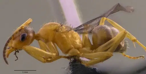 Formica querquetulana - ANTWEB1060099