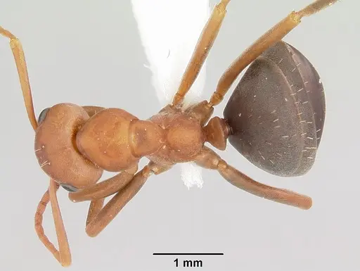 Formica querquetulana - CASENT0005289