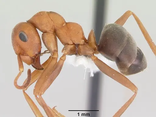 Formica querquetulana - CASENT0005289