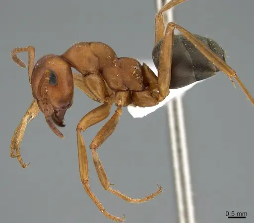 Formica querquetulana - CASENT0005290