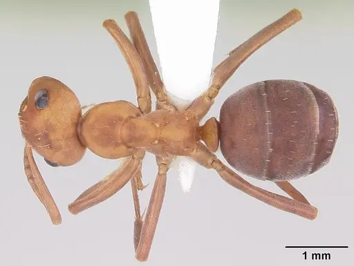 Formica querquetulana - CASENT0104870