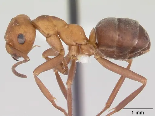 Formica querquetulana - CASENT0104870