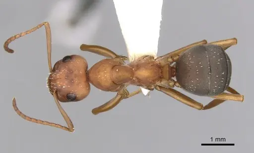 Formica querquetulana - CASENT0280417